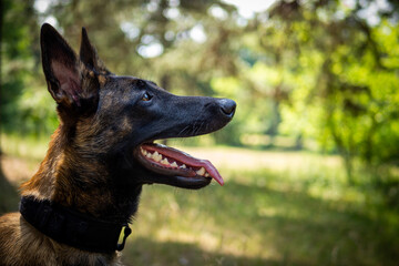 Portrait of a Belgian shepherd dog, on a walk in a green park.