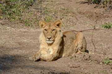 Lion at Lower Zambezi National Park, Zambia