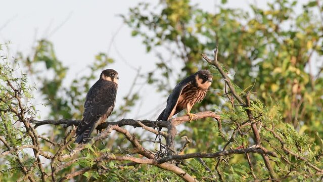 Hobby Falco subbuteo in the wild. The bird pulls up its wings.