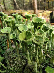 Lichen in the form of many green umbrellas. The foreground and background are blurred