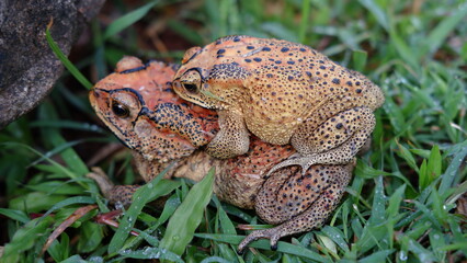 Duttaphrynus melanostictus is commonly called Asian common toad, Asian black-spined toad, Asian toad, black-spectacled toad, common Sunda toad, and Javanese toad.