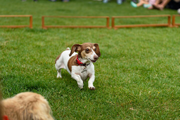 Dachshund Runs Between Hurdles