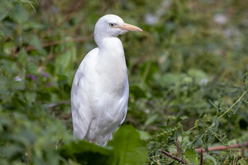 Western Cattle Egret in Odense zoo,Denmark,Scandinavia,Europe
