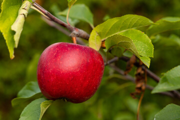 ripe red topaz apples on a tree