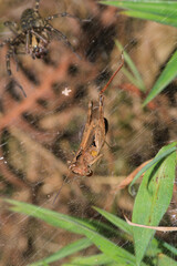 rufous grasshopper insect macro photo