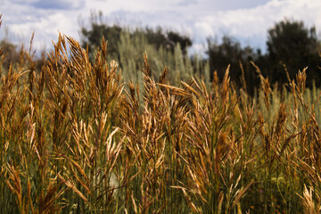 Close-up of golden wheatgrass variety in Grand Teton National Park. Taken from the Cascade Canyon turnout.