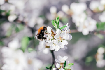 Bumblebee sits on a branch of a flowering tree. White cherry flowers. Green leaves of a tree. Bumblebee near. Bumblebee collects nectar. Wild bumblebee. White spring flowers. Flowers on a tree. 
