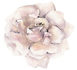 Watercolor isolated white rose flower. Cut out hand drawn PNG illustration on transparent background. Watercolour clipart drawing.