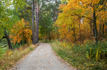 Fototapeta na wymiar Autumn season forest landscape with maple yellow leaves on the ground. Footpath in the park