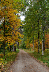 Fototapeta na wymiar Autumn season forest landscape with maple yellow leaves on the ground.