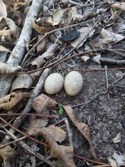 mushrooms in the grass