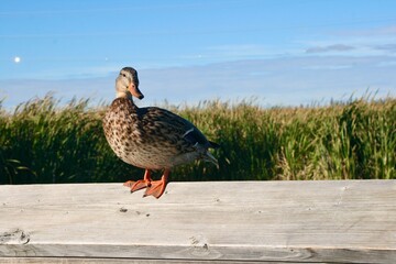 Duck on a Boardwalk Fence
