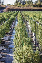 Obraz premium Cannabis Farm 