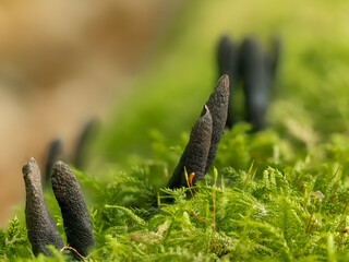 Dead Man's Fingers (Xylaria polymorpha)