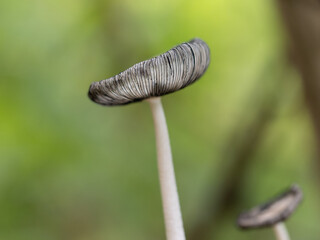 Hare'sfoot Inkcap - Coprinopsis lagopus