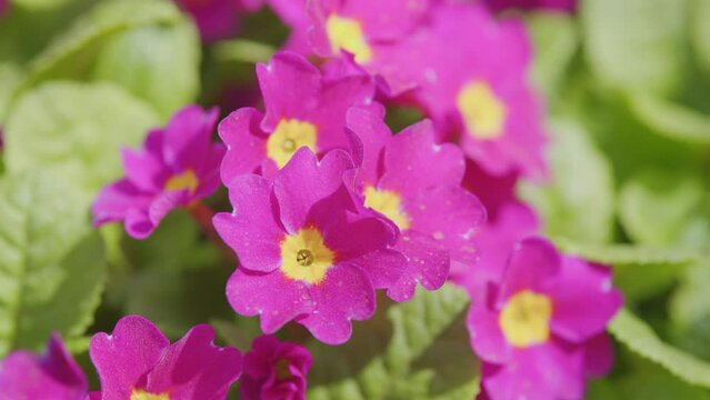 March flowers Primula juliae. Natural floral background. Spring, may.