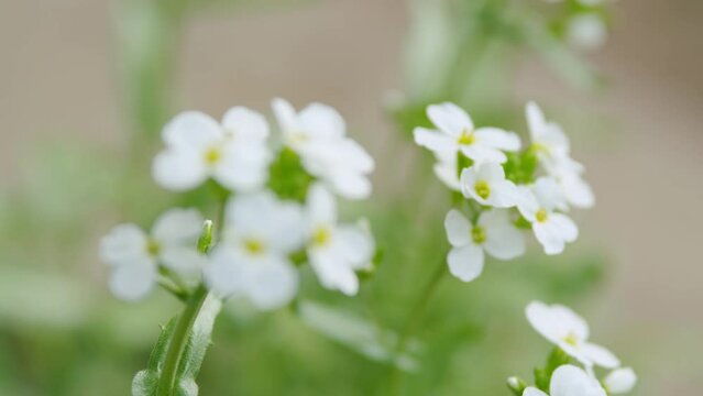 Alyssum maritimum or niwanazuna. Sweet alyssum or sweet alison in nature. Rack focus.