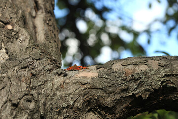 Red butterfly sitting on tree
