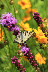 Colorful butterfly sitting on flower