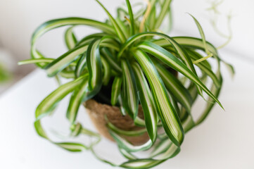 Chlorophytum comosum plant in a pot close up