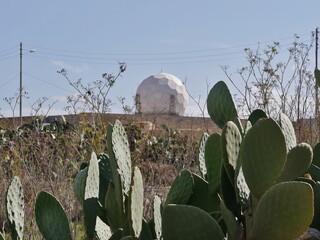 Kakteen vor der Radarstation an den Dingli-Cliffs auf Malta