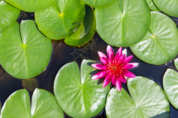 Ninfea rosa sullo stagno