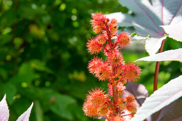 frutto rosso e spinoso di ricino