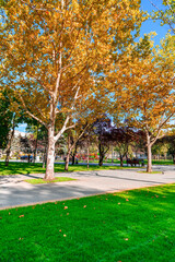 bright sunny day in autumn city park, green lawn, and yellow leaves, street