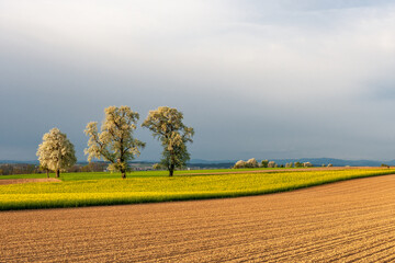 Baumblüte im Mostviertel