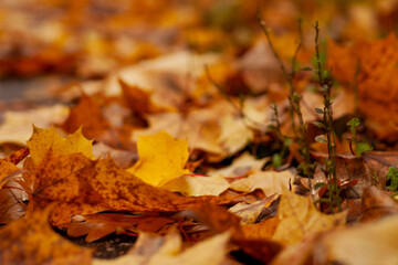 Naklejka na ściany i meble fallen leaves on the grass