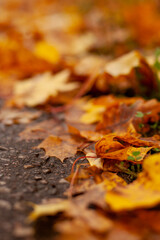 fallen leaves on the grass