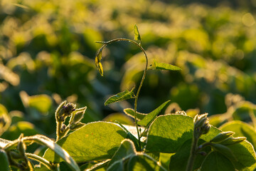 Close-up view of soybean (Glycine max) sprout with small green leaves on agricultural field at...