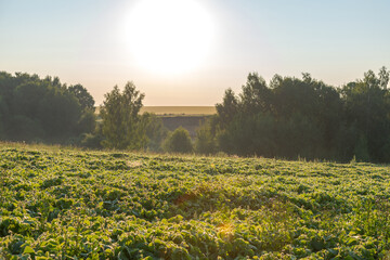 Obraz premium Side view of soybean (Glycine max) agricultural field with green leaves at sunrise. Selective focus. Beauty in nature theme.