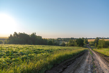 Dirty country road by soybean (Glycine max) agricultural field with green leaves at sunrise. Clear blue sky. Selective focus. Beauty in nature theme.