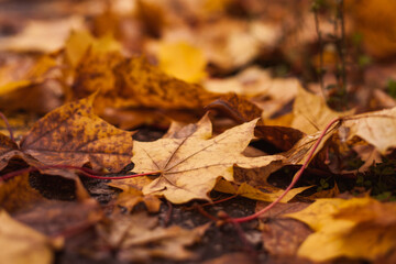 fallen leaves on the grass