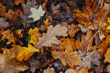 fallen leaves on the ground