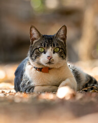 A male tabby cat lying on the grass in the house's garden. Sunbath. Animal world. Pet lover. Cat lover. American Wirehair.
