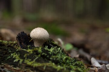 mushroom in the forest