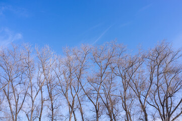 Fototapeta na wymiar cold winter dry trees background