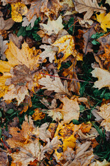 fallen leaves on the ground