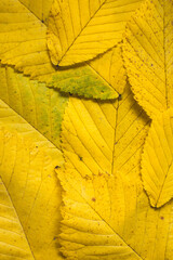 Naklejka na ściany i meble yellow leaves background