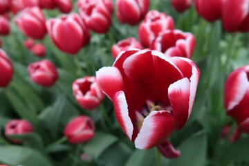 Czerwono-białe tulipany w ogrodzie