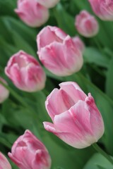 Różowe tulipany w ogrodzie