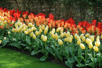 Żółte i czerwone tulipany w parku