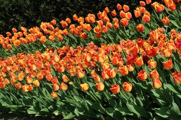 Żółto-czerwone tulipany w parku