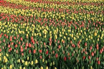Żółte i czerwone tulipany 