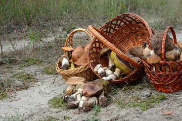 Baskets with forest mushrooms. Forest