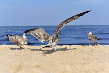 Fototapeta na wymiar Seagulls on the seashore. Birds