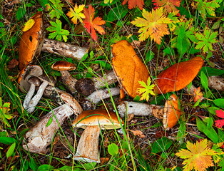 Forest mushrooms in the grass