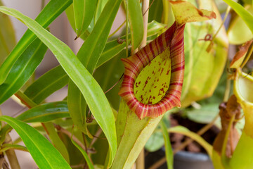 Pianta carnivora Sarracenia in primo piano